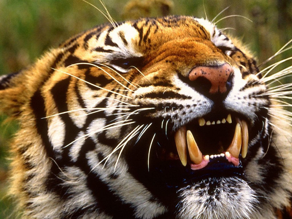 Bengal Tiger, Bangladesh, Nepal, India